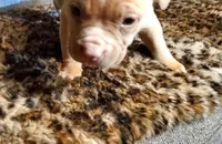 Tank, a male American Pit Bull Terrier for sale in Bakersfield, CA – Photo 10 of 10