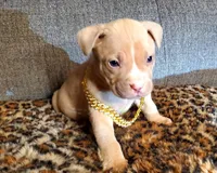 Tank, a male American Pit Bull Terrier for sale in Bakersfield, CA – Photo 6 of 10