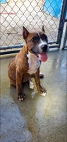Brindle Female, a female American Pit Bull Terrier for sale in Bakersfield, CA – 9 of 9