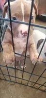 Red Girl, a female American Pit Bull Terrier for sale in Bakersfield, CA – 4 of 6