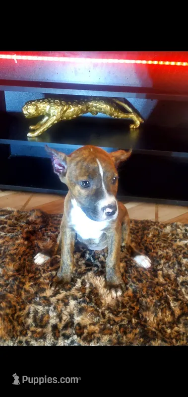 Brindle Female – American Pit Bull Terrier puppy for sale in Bakersfield, CA