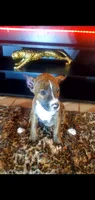 Brindle Female, a female American Pit Bull Terrier for sale in Bakersfield, CA – 1 of 4
