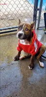 Brindle Female, a female American Pit Bull Terrier for sale in Bakersfield, CA – 2 of 9