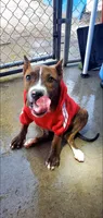 Brindle Female, a female American Pit Bull Terrier for sale in Bakersfield, CA – 1 of 9