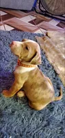 Champagne Merle, a male American Pit Bull Terrier for sale in Bakersfield, CA – 5 of 5