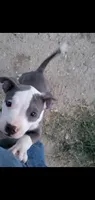 Blue, a female American Pit Bull Terrier for sale in Bakersfield, CA – 2 of 2