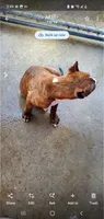 Brindle Female, a female American Pit Bull Terrier for sale in Bakersfield, CA – 7 of 9