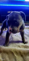 Blue Tri Female, a female American Pit Bull Terrier for sale in Bakersfield, CA – 4 of 5