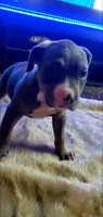 Blue Tri Female, a female American Pit Bull Terrier for sale in Bakersfield, CA – 2 of 5