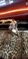Brindle Female, a female American Pit Bull Terrier for sale in Bakersfield, CA – 2 of 4