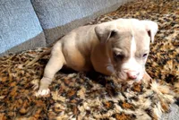 Aftermath , a male American Pit Bull Terrier for sale in Bakersfield, CA – Photo 9 of 9