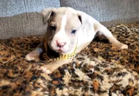 Aftermath , a male American Pit Bull Terrier for sale in Bakersfield, CA – Photo 4 of 9