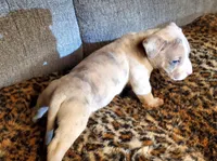 Aftermath , a male American Pit Bull Terrier for sale in Bakersfield, CA – Photo 6 of 9