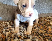 Aftermath , a male American Pit Bull Terrier for sale in Bakersfield, CA – Photo 1 of 9