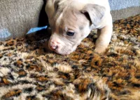 Aftermath , a male American Pit Bull Terrier for sale in Bakersfield, CA – Photo 3 of 9