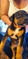 Black Tri Female, a female American Pit Bull Terrier for sale in Bakersfield, CA – 3 of 3