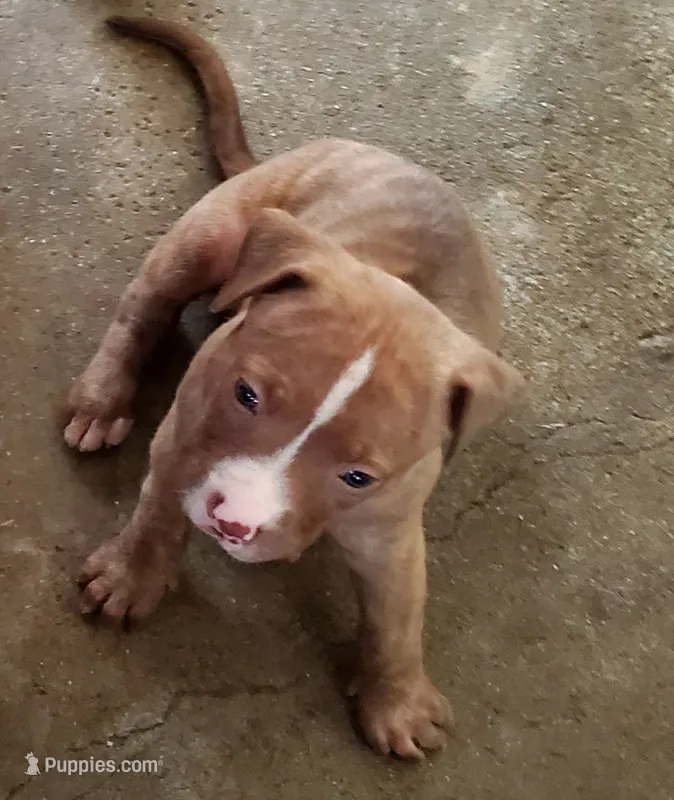 Red Girl – American Pit Bull Terrier puppy on hold in Bakersfield, CA