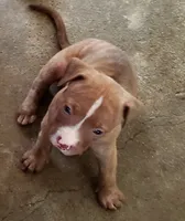 Red Girl, a female American Pit Bull Terrier for sale in Bakersfield, CA – 1 of 6
