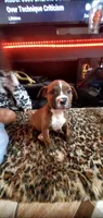 Brindle Female, a female American Pit Bull Terrier for sale in Bakersfield, CA – 3 of 4