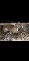 Brindle Female, a female American Pit Bull Terrier for sale in Bakersfield, CA – 2 of 4