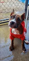 Brindle Female, a female American Pit Bull Terrier for sale in Bakersfield, CA – 4 of 9