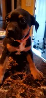 Black Tri Female, a female American Pit Bull Terrier for sale in Bakersfield, CA – 2 of 3