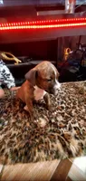 Brindle Female, a female American Pit Bull Terrier for sale in Bakersfield, CA – 4 of 4