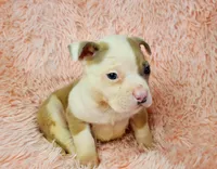 Bear, a male American Pit Bull Terrier for sale in Bakersfield, CA – Photo 4 of 10