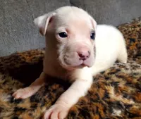 POLAR BEAR, a male American Pit Bull Terrier for sale in Bakersfield, CA – Photo 6 of 7