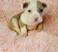 Bear, a male American Pit Bull Terrier for sale in Bakersfield, CA – Photo 2 of 10