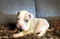 Bear, a male American Pit Bull Terrier for sale in Bakersfield, CA – Photo 10 of 10