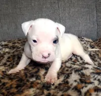 POLAR BEAR, a male American Pit Bull Terrier for sale in Bakersfield, CA – Photo 1 of 7