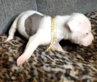 POLAR BEAR, a male American Pit Bull Terrier for sale in Bakersfield, CA – Photo 3 of 7