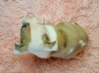 Bear, a male American Pit Bull Terrier for sale in Bakersfield, CA – Photo 6 of 10