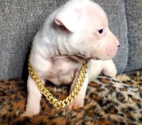 POLAR BEAR, a male American Pit Bull Terrier for sale in Bakersfield, CA – Photo 4 of 7