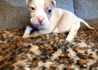 Bear, a male American Pit Bull Terrier for sale in Bakersfield, CA – Photo 9 of 10