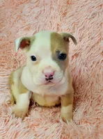 Bear, a male American Pit Bull Terrier for sale in Bakersfield, CA – Photo 7 of 10