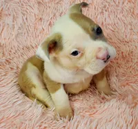 Bear, a male American Pit Bull Terrier for sale in Bakersfield, CA – Photo 3 of 10