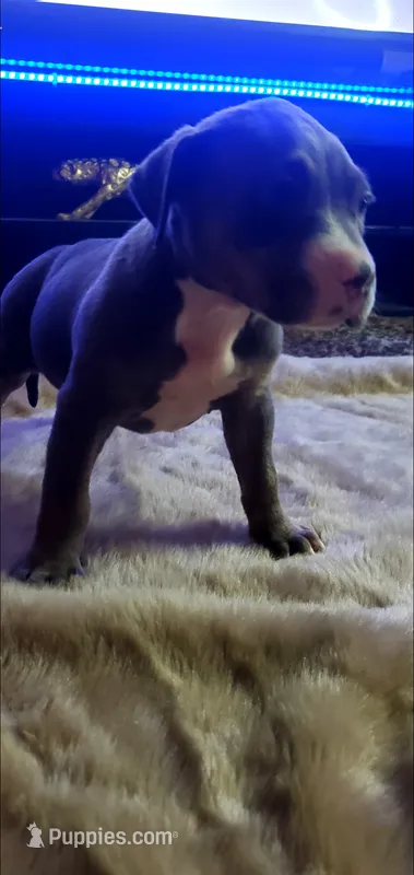 Blue Tri Female – American Pit Bull Terrier puppy for sale in Bakersfield, CA
