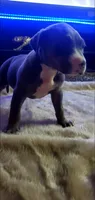 Blue Tri Female, a female American Pit Bull Terrier for sale in Bakersfield, CA – 1 of 5