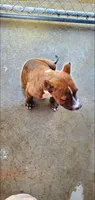 Brindle Female, a female American Pit Bull Terrier for sale in Bakersfield, CA – 8 of 9