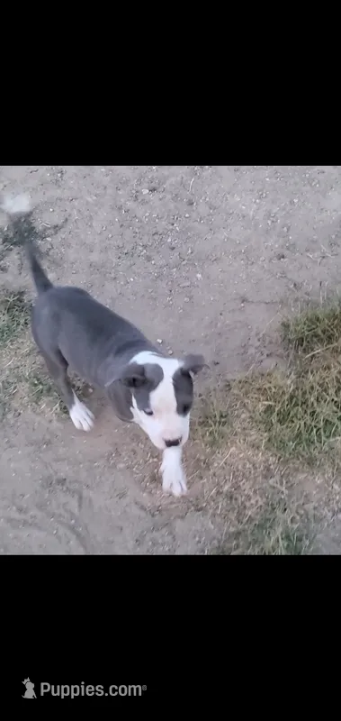 Blue – American Pit Bull Terrier puppy for sale in Bakersfield, CA