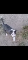 Blue, a female American Pit Bull Terrier for sale in Bakersfield, CA – 1 of 2