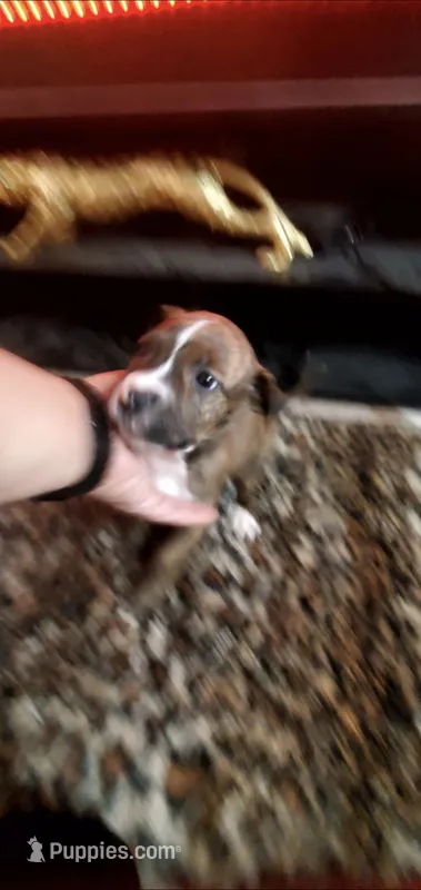 Brindle Female – American Pit Bull Terrier puppy for sale in Bakersfield, CA