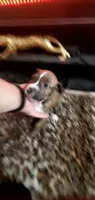 Brindle Female, a female American Pit Bull Terrier for sale in Bakersfield, CA – 1 of 4