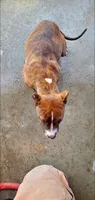 Brindle Female, a female American Pit Bull Terrier for sale in Bakersfield, CA – 6 of 9
