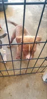 Red Girl, a female American Pit Bull Terrier for sale in Bakersfield, CA – 3 of 6