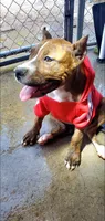 Brindle Female, a female American Pit Bull Terrier for sale in Bakersfield, CA – 3 of 9