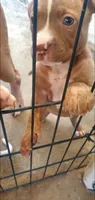 Red Girl, a female American Pit Bull Terrier for sale in Bakersfield, CA – 6 of 6