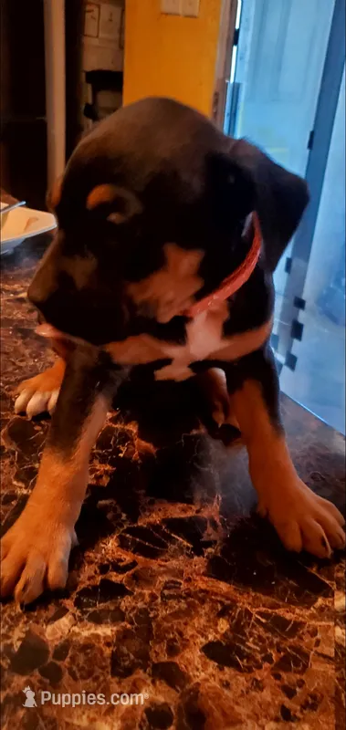 Black Tri Female – American Pit Bull Terrier puppy for sale in Bakersfield, CA